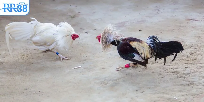 ALO789 có tỷ lệ cược cao