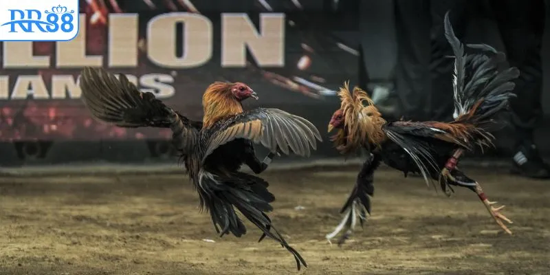 Những thể loại đá gà cực hấp dẫn