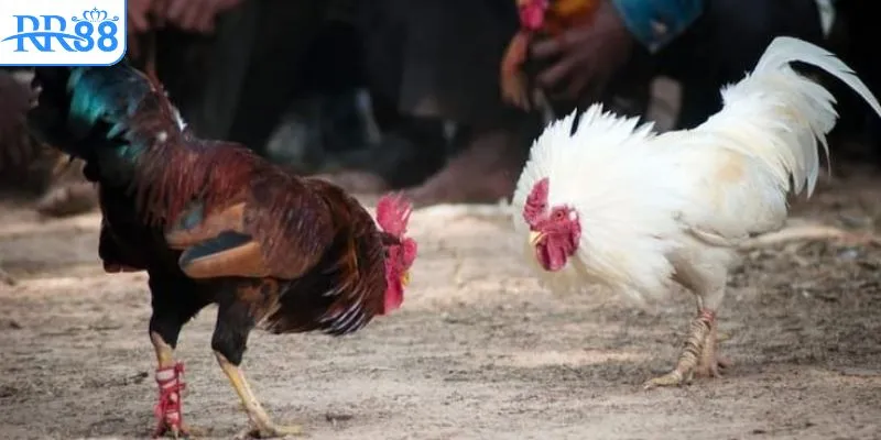 Đôi nét tìm hiểu chung về clip đá gà Thomo 